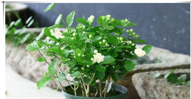 夏天|夏天养茉莉花，只要做对1件事，根粗叶绿，花开一茬接一茬