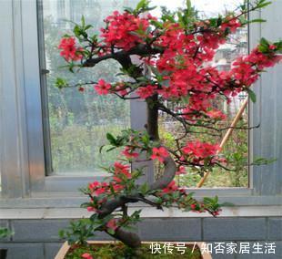 佳品|3种漂亮盆景,2年长成老桩,高端大气上档次,是家庭盆栽佳品