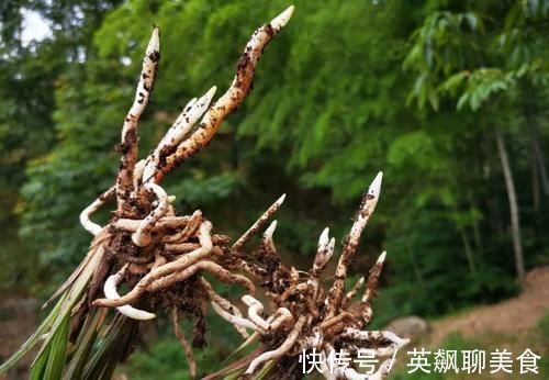 促使兰花发芽的方法,离不开3个要素,20天就见效