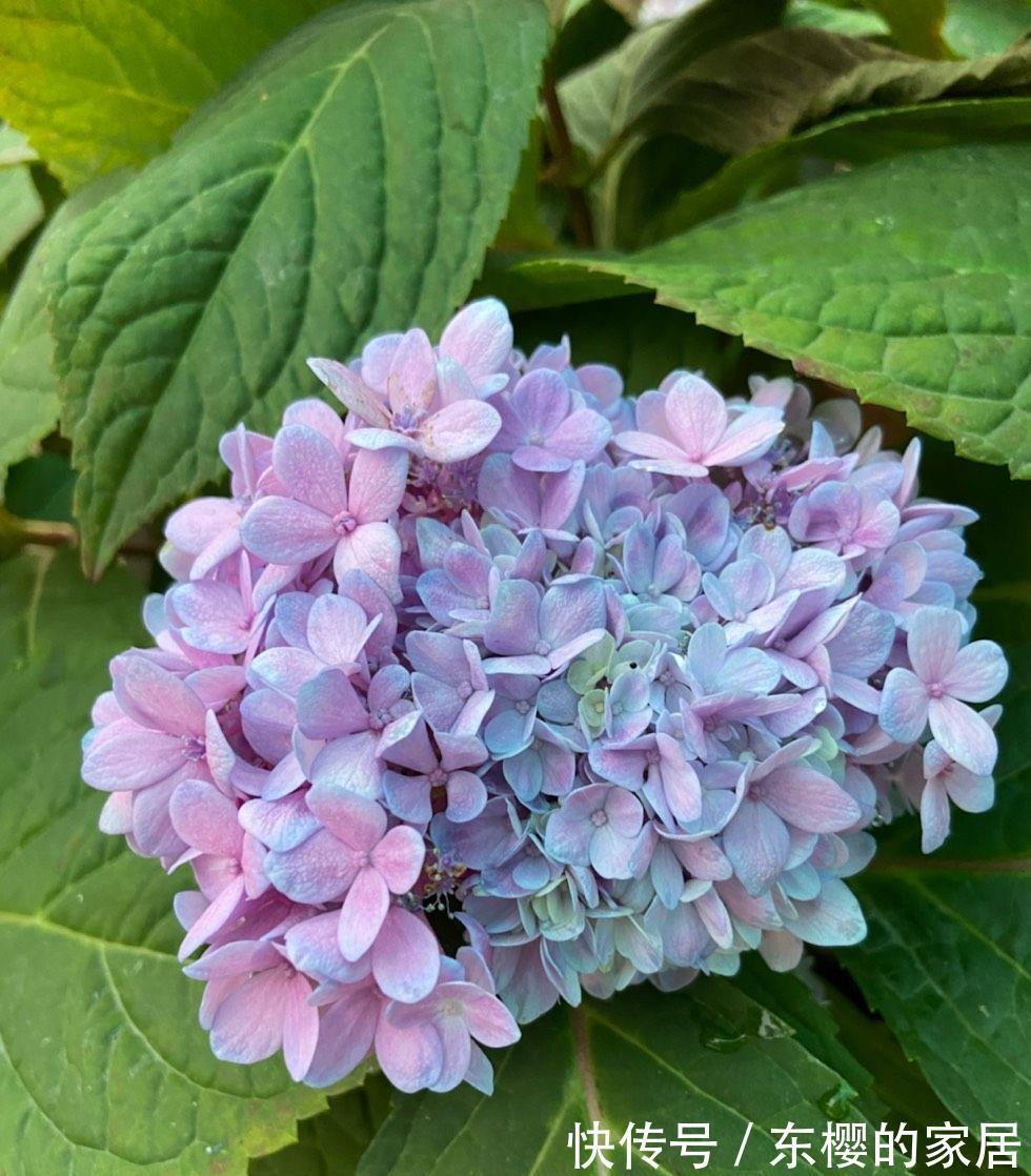 植株|修剪绣球花，早了晚了都不行，这样修剪，植株壮实、花大色艳