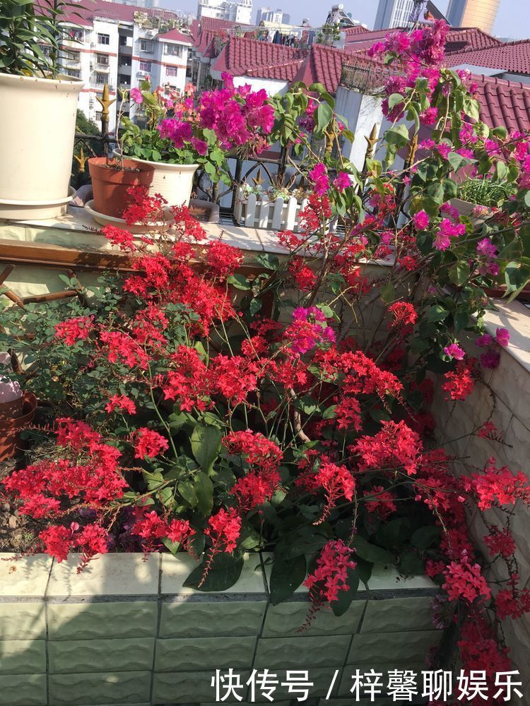 阳台|以下几款花草，四季有花开，花量多，阳台变花园，南方北方都能养