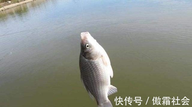 钓鱼|用袖钩钓鱼总跑鱼不了解袖钩的用途,鱼口再好也难入篓