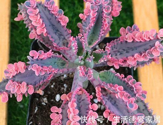 匮也|农历7月10日开始，养花养个耐看的，越晒越爆盆，阳台开出花海