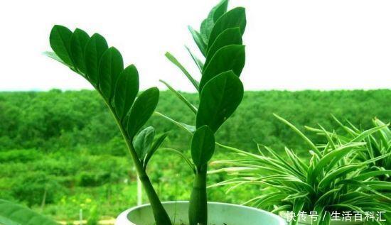 好运|家养金钱树,好运天天来,金钱树养开花,明年就要发财啦