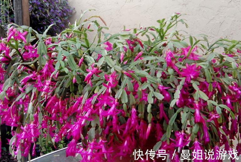 浇不对水,养不好蟹爪兰!老花匠亲授:用“筷子”就能解决难题