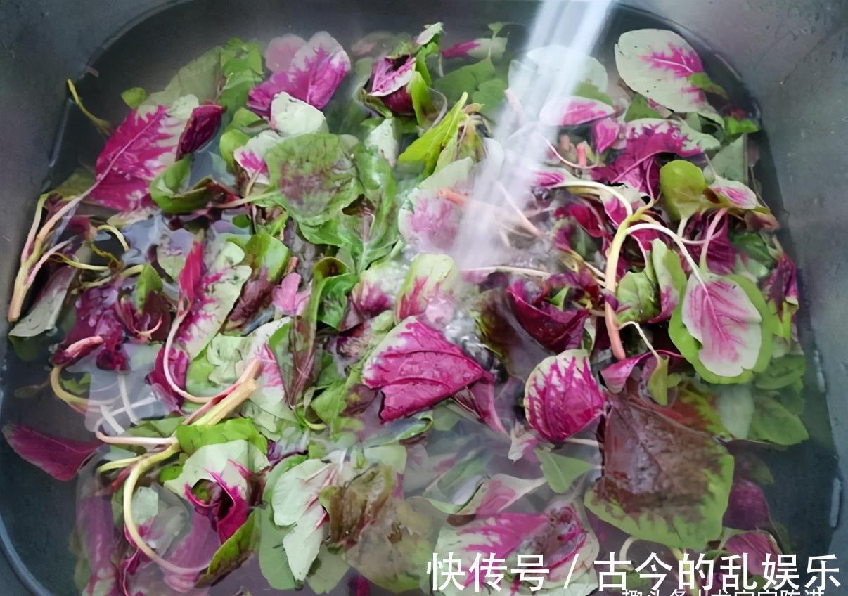 龙宝|夏天这菜金不换，汤汁泡饭营养美味，常吃可减肥轻身