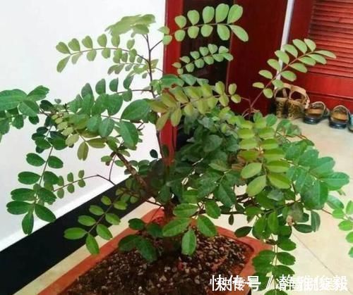 室内常摆放2种绿植,空气越来越好,让家人轻松拥有好睡眠