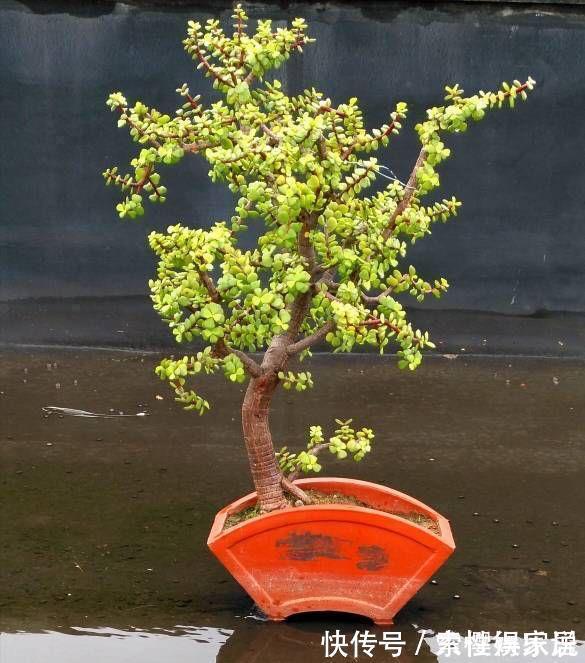 枝条|两种皮实好养的绿植，易扦插，姿态优美，变老桩盆景