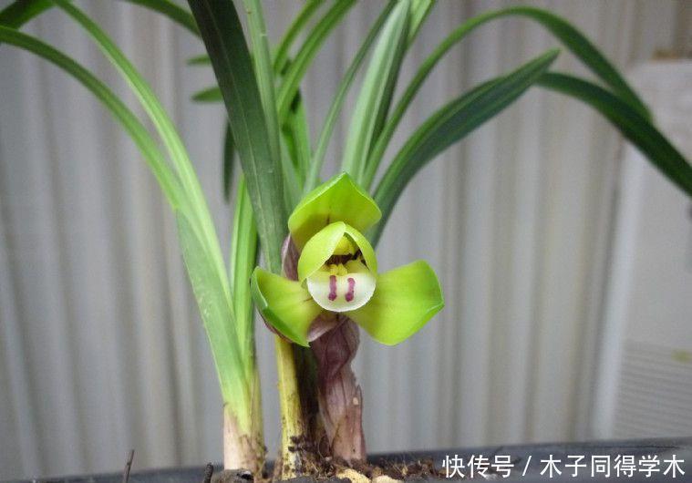 原因就|兰花的花苞外壳为什么腐烂了,可惜了,铺的水苔是祸端