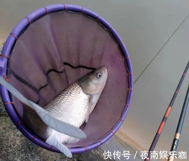 10公分还是20公分?野钓子线用多长,记住这几种情况就好