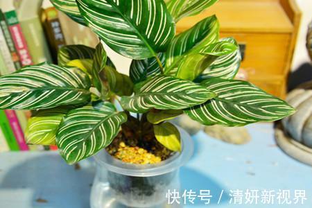 夏天|到了夏天，5种花喜水，越浇越旺，轻松长满盆，第2种开花漂亮