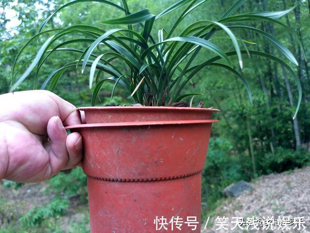 比松树皮更好的兰花植料,生根快、发芽壮,更适合兰菌滋生