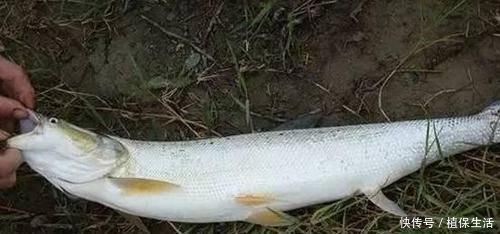 河鲀|各位钓鱼人,野钓中的这些有毒、有刺的淡水鱼,你们见过吗