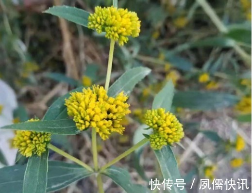 院子里长出这5种草，看到就铲除别犹豫，留下会“后患无穷”