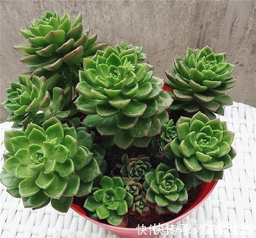 多肉蒂亚容易徒长？做好1勤1多1少，上色美养成小老桩！