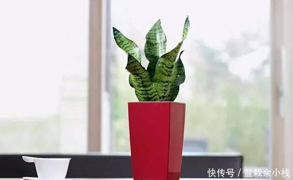 纳米比亚|虎尾兰原来有这么多的学问,以前都白养了