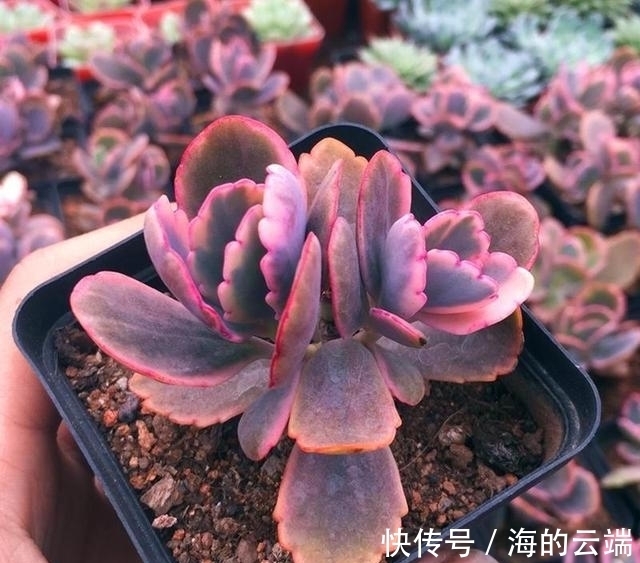 多肉植物中的6位舞者，个个都很漂亮，听名字就很想拥有一盆