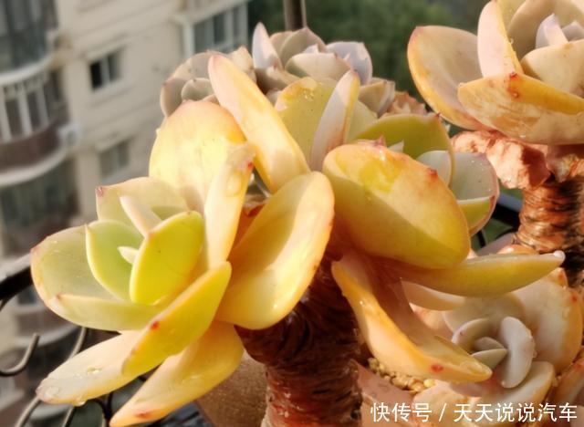 养多肉白凤,做好几件事,几个环节,哪个都不能少