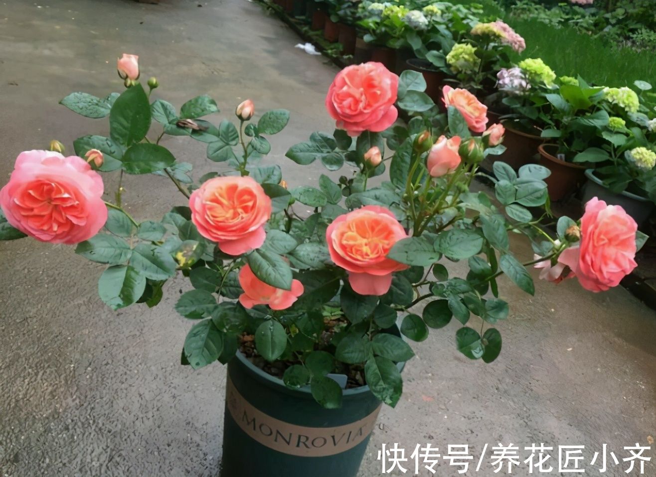 浇水|不要认为月季皮实，其实它有“四怕”，稍微不注意就会黄叶死掉