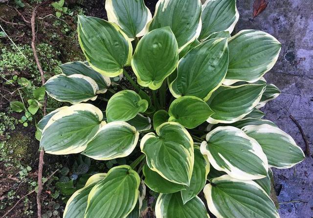 史上最耐阴的花,越阴凉越长得旺,绿萝虎皮兰靠边站