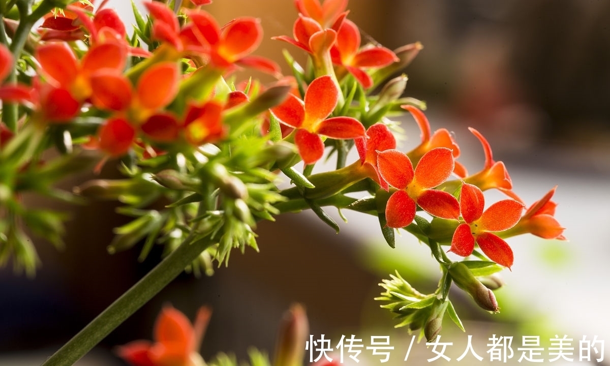 开年大吉 养一盆凤尾长寿花 寓意 凤舞百花迎新春 粉紫色