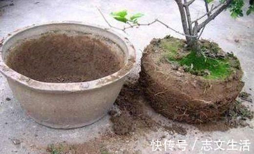 盆土变硬如“石头”,不用换盆,浇这“2种水”,比新土还松软