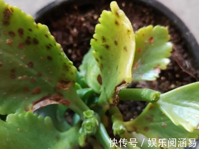 夏天|10种不能淋雨的花,淋完雨就死,盆栽养花注意事项