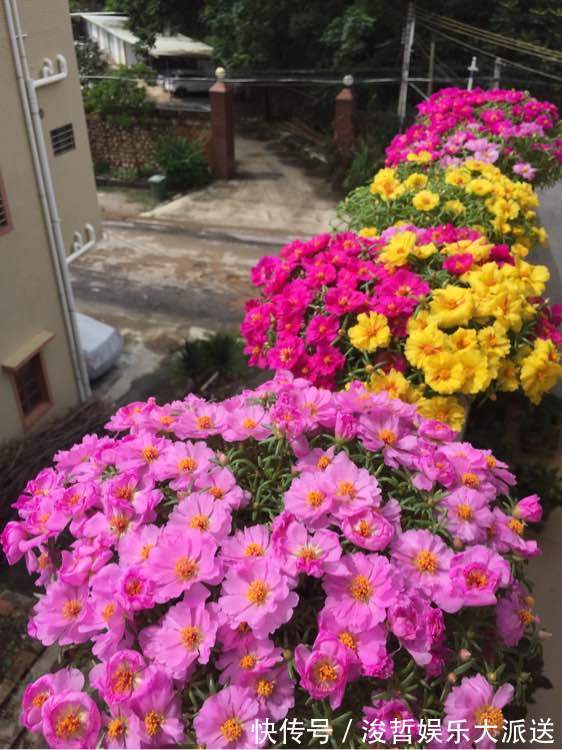 漂亮|最好养的花，丢土里就能活，漂亮似牡丹，全年开花爆盆，值得拥有