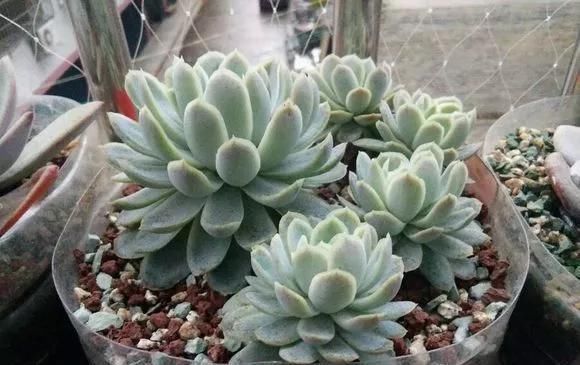 只要家里有油桶,就不用花钱买花盆多肉种在油桶里,叶子胖嘟嘟