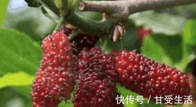营养物质|没钱也要多吃7种抗衰老食物,保养皮肤气色好,延年益寿