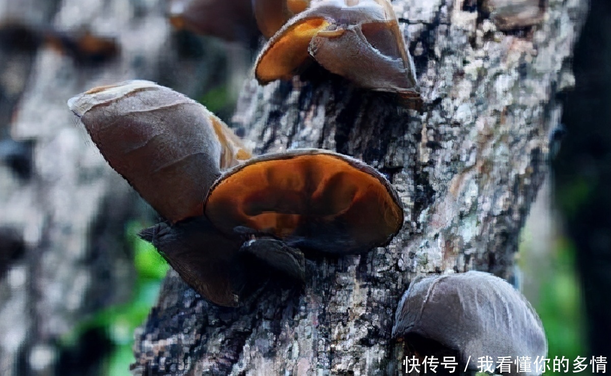  早好|12月养生正当时，常吃3种蔬菜，美容养颜，滋补身体，早吃早好