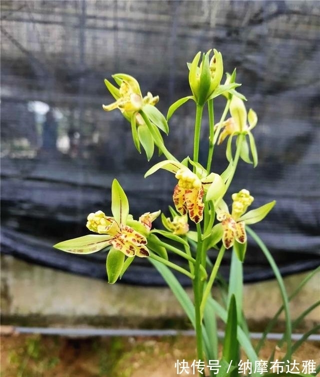 建兰|以前河边的野草，现在成为高档盆栽，花奇浓香，便宜又好养