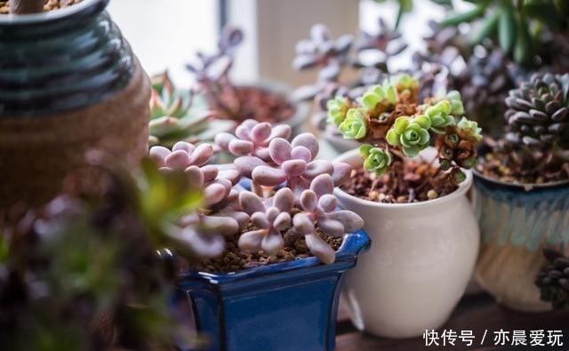  颜值|四种“零差评”多肉推荐，颜值不比桃蛋低，还容易成老桩