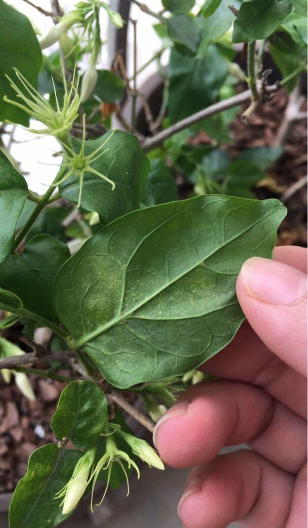 夏天养花“招虫子”6种方法存好了,安全又有效!