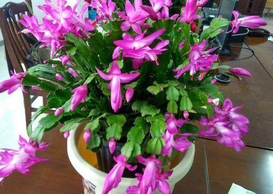蟹爪兰|秋冬最适合盆栽蟹爪兰,满足3需求,一茬接着一茬往外窜花