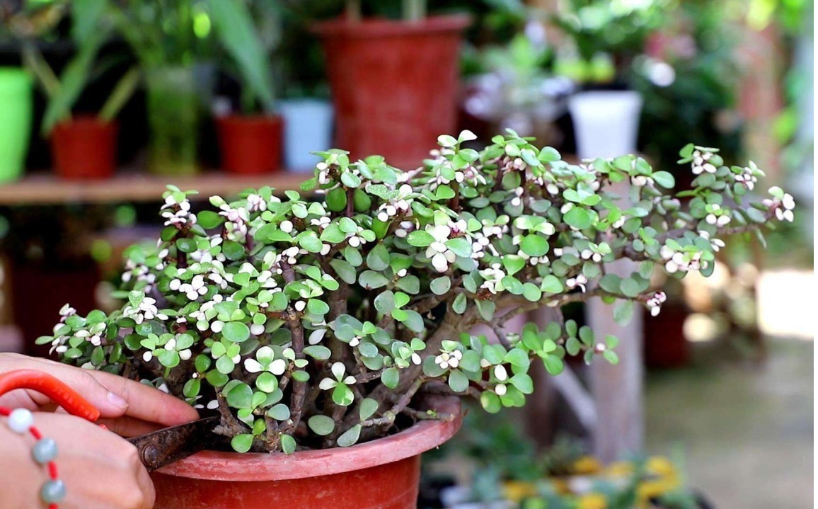 3款“低档花”,一年之后变“老桩”,即镇宅又养人,福气满满