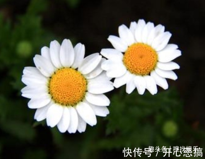 此花花姿清新,盛开时宛如花中隐士般高贵优雅,神秘而不可侵犯