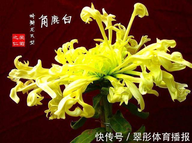 喜欢牡丹,不如养“珍稀名菊”白鹿角,似鹿角昂扬,熏染多姿