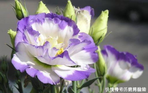 养花就养4种花，观赏价值极高，还能带来好彩头