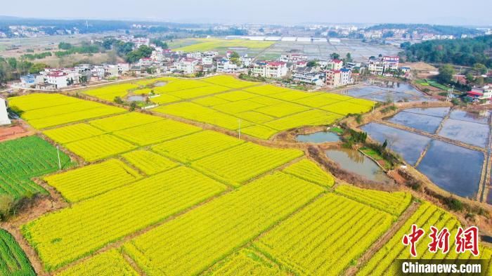 油菜花|航拍江西乡村油菜花盛开 “绽放”浓浓春意