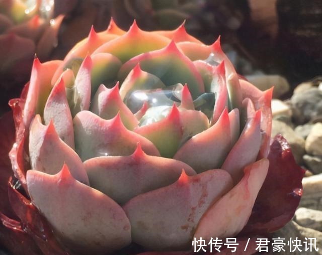 喜欢养多肉,应该挑战一下玉蝶,可以控出这状态,不得不佩服