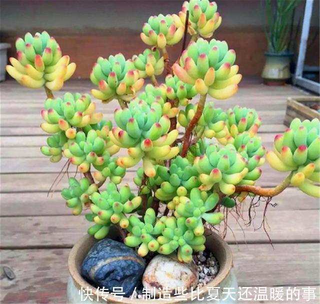 多肉乙女心养护新方法,化整为零,养成果冻色大老桩