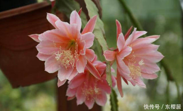  春季|令箭荷花冬季“1足1控”，花芽早分化，春季一个叶片能开几十朵