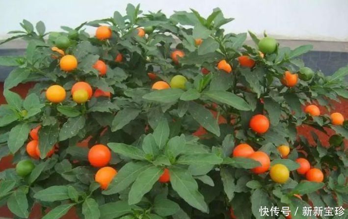 大丽花|夏天养花,不妨养这5款花,一盆千百朵,枝头花苞满