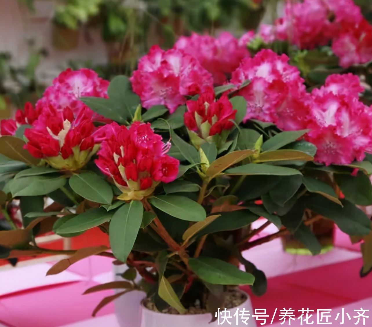 栽培|10种花中“贵货”太好看,打工仔“不舍得”买,等有钱要买一盆