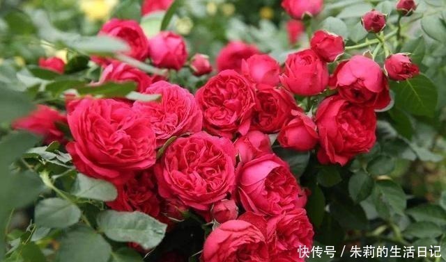 枝条|月季花迟迟不开花,看看枝条上有没有这种东西,发现一个剪一个!