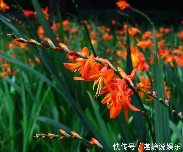 繁殖|夏季喜欢养菊花，不如顺带养盆“火星花”，繁殖能力强，花期6月