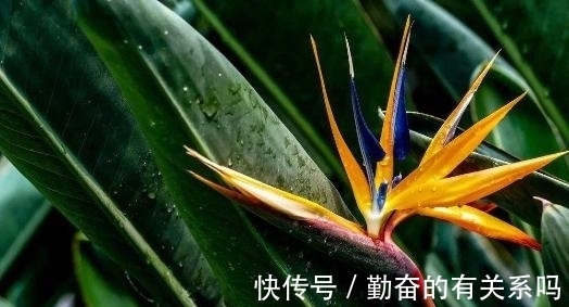 花朵|花朵也有不同的意义，世界上的美丽花朵，大自然的惊艳之作