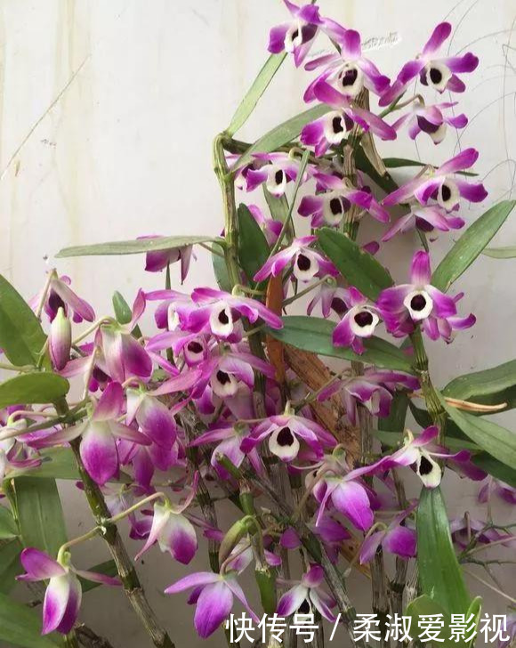 石斛|门前石头上长了一丛草，朋友出1000元来买，开起花来真漂亮！