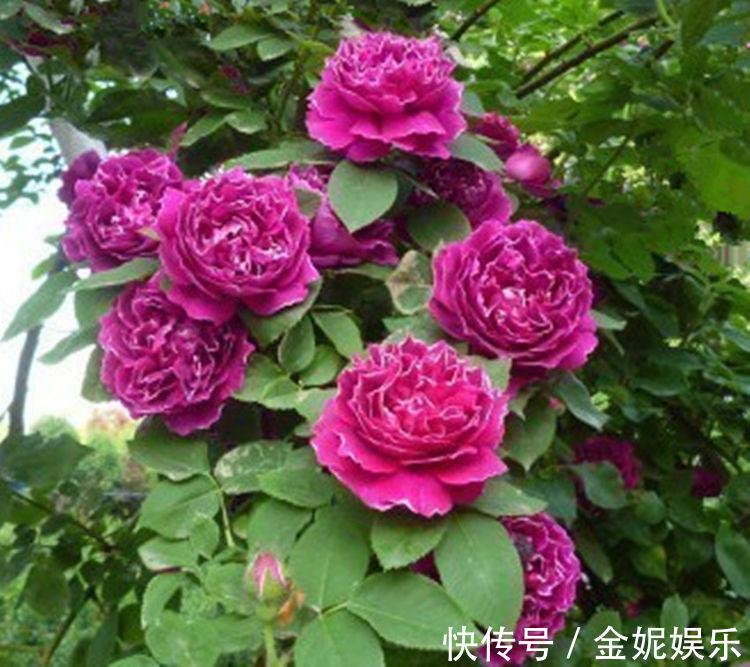 六种全年都开花不断的花卉，喜欢赏花的你怎能错过！